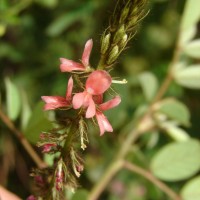 Indigofera hirsuta L.